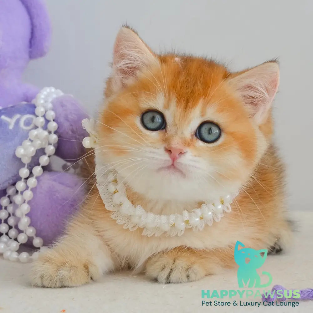 Iona British Shorthair female black golden shaded - live animals