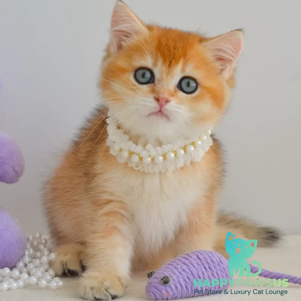 Iona British Shorthair female black golden shaded - live animals