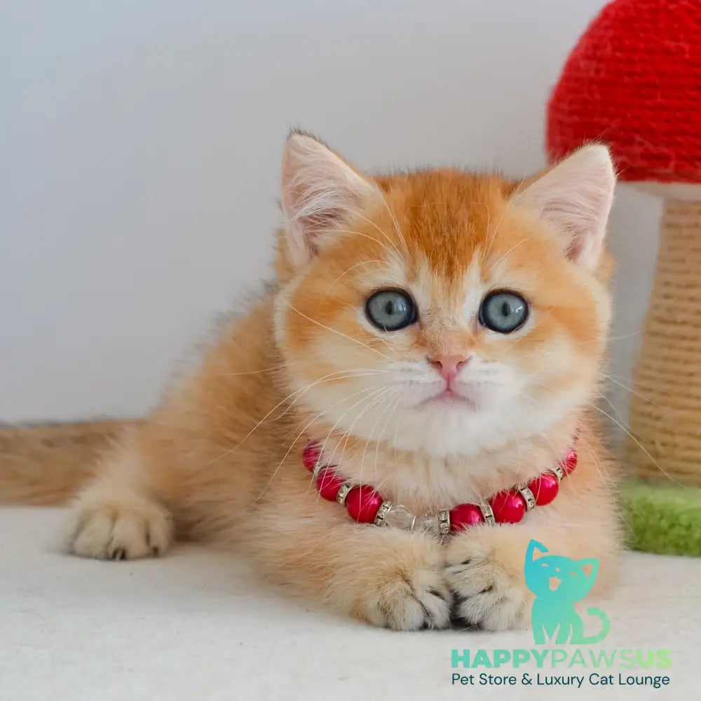 Iona British Shorthair female black golden shaded - live animals