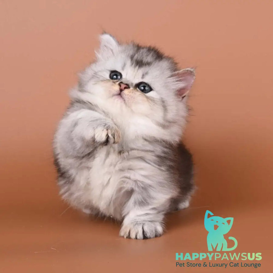 Ira Munchkin female black silver ticked tabby - live animals
