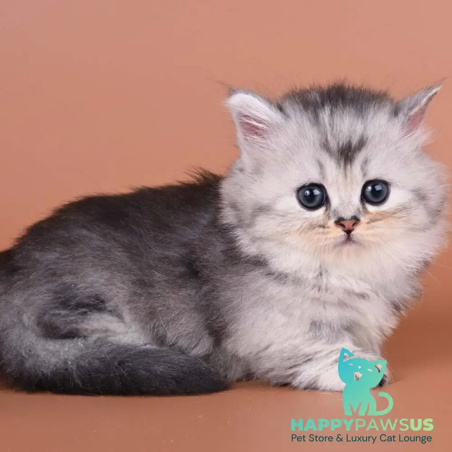 Ira Munchkin female black silver ticked tabby - live animals