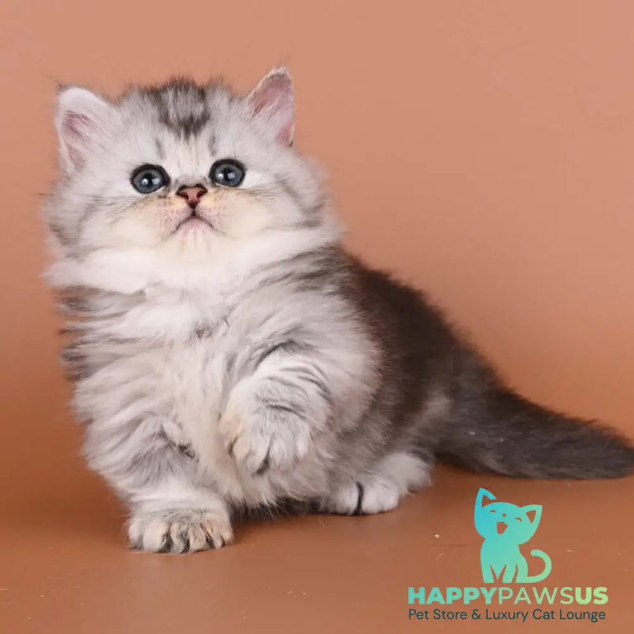 Ira Munchkin female black silver ticked tabby - live animals