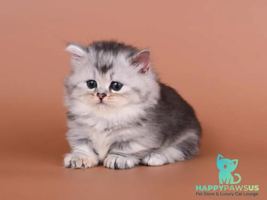 Ira Munchkin female black silver ticked tabby - live animals