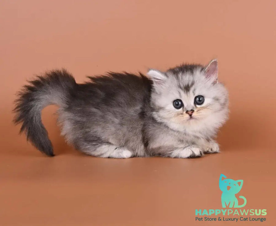 Ira Munchkin female black silver ticked tabby - live animals