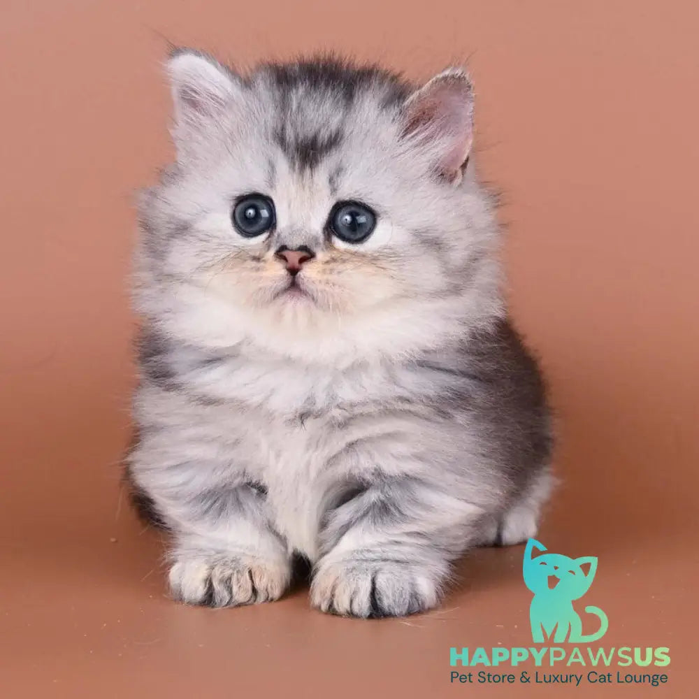 Ira Munchkin female black silver ticked tabby - live animals