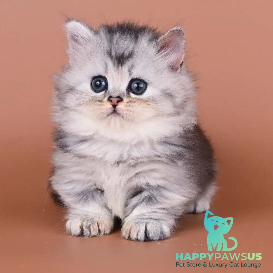 Ira Munchkin female black silver ticked tabby - live animals