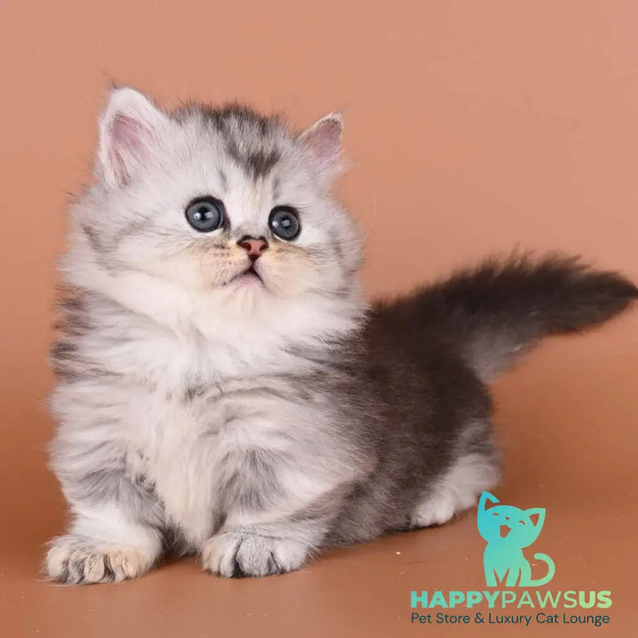 Ira Munchkin female black silver ticked tabby - live animals