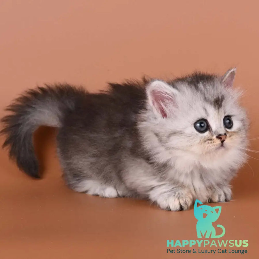 Ira Munchkin female black silver ticked tabby - live animals
