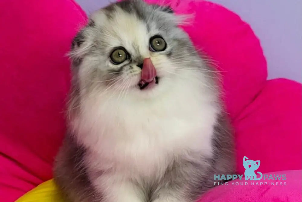 Ira Scottish Fold female black tortie silver ticked tabby bicolour live animals