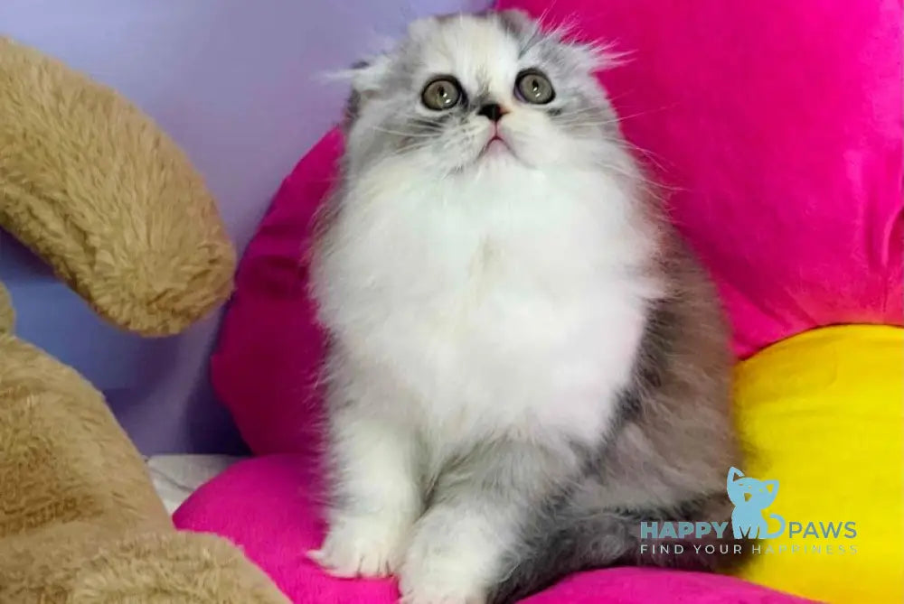 Ira Scottish Fold female black tortie silver ticked tabby bicolour live animals