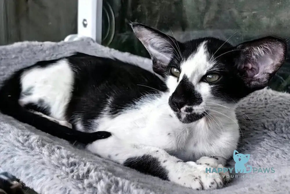 Iracly Oriental Shorthair male black bicolour live animals