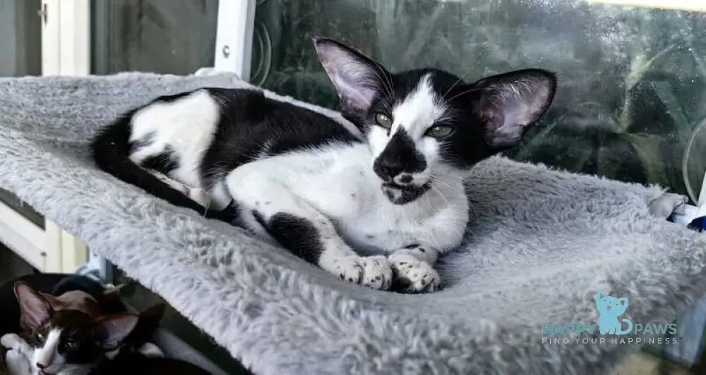 Iracly Oriental Shorthair male black bicolour live animals