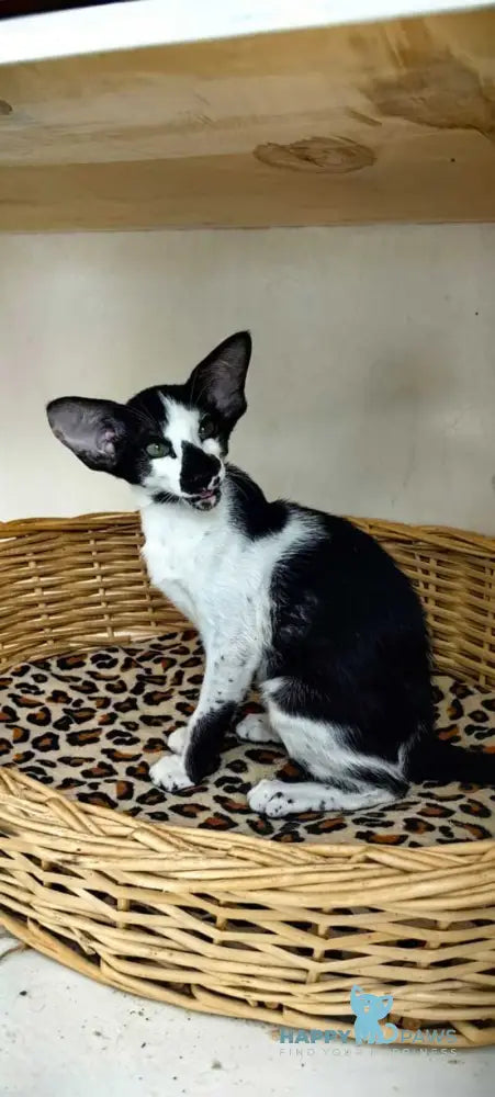 Iracly Oriental Shorthair male black bicolour live animals