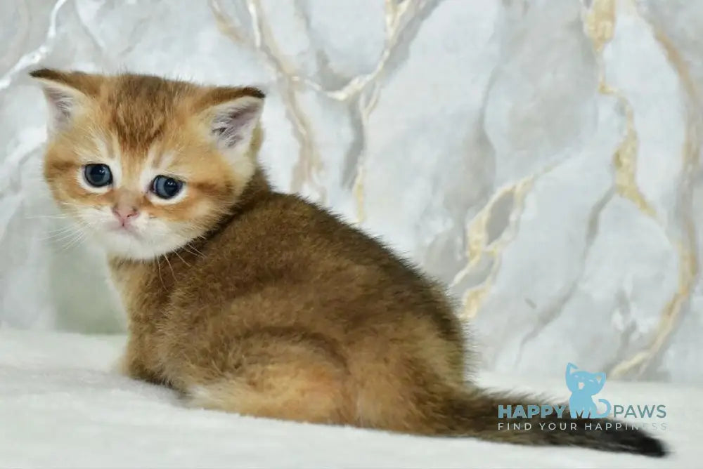 Irakli Scottish Straight male black golden ticked tabby live animals