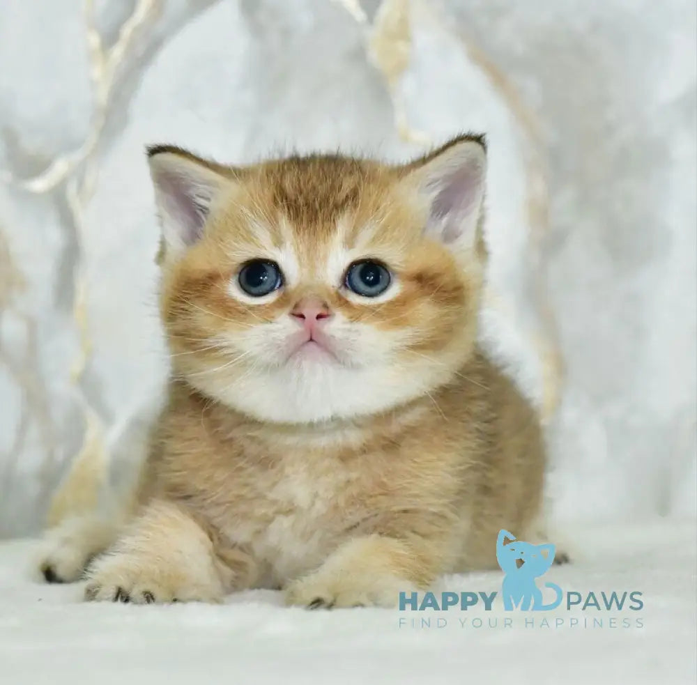 Irakli Scottish Straight male black golden ticked tabby live animals