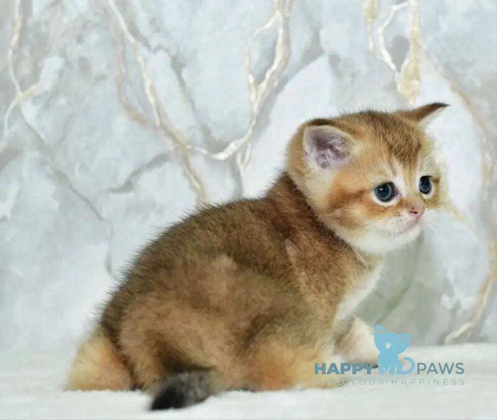 Irakli Scottish Straight male black golden ticked tabby live animals