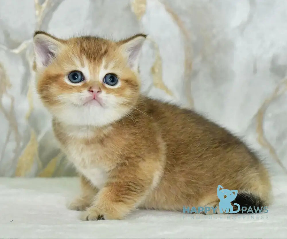 Irakli Scottish Straight male black golden ticked tabby live animals