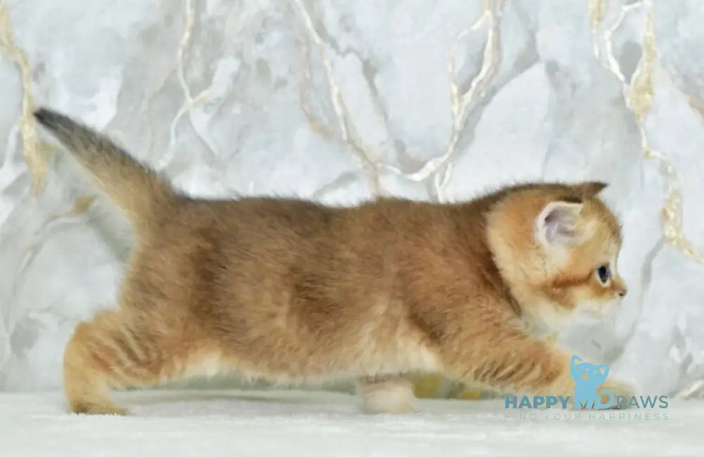 Irakli Scottish Straight male black golden ticked tabby live animals