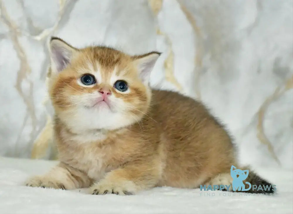 Irakli Scottish Straight male black golden ticked tabby live animals