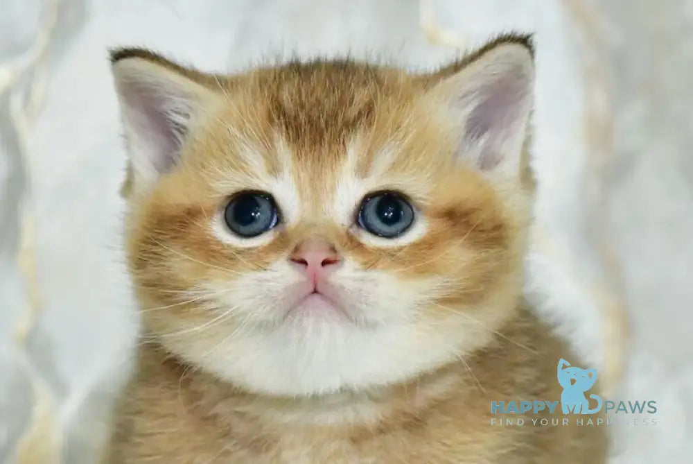 Irakli Scottish Straight male black golden ticked tabby live animals