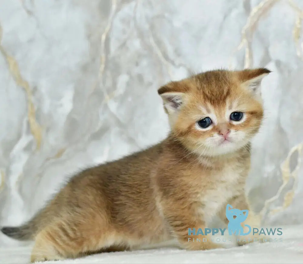 Irakli Scottish Straight male black golden ticked tabby live animals