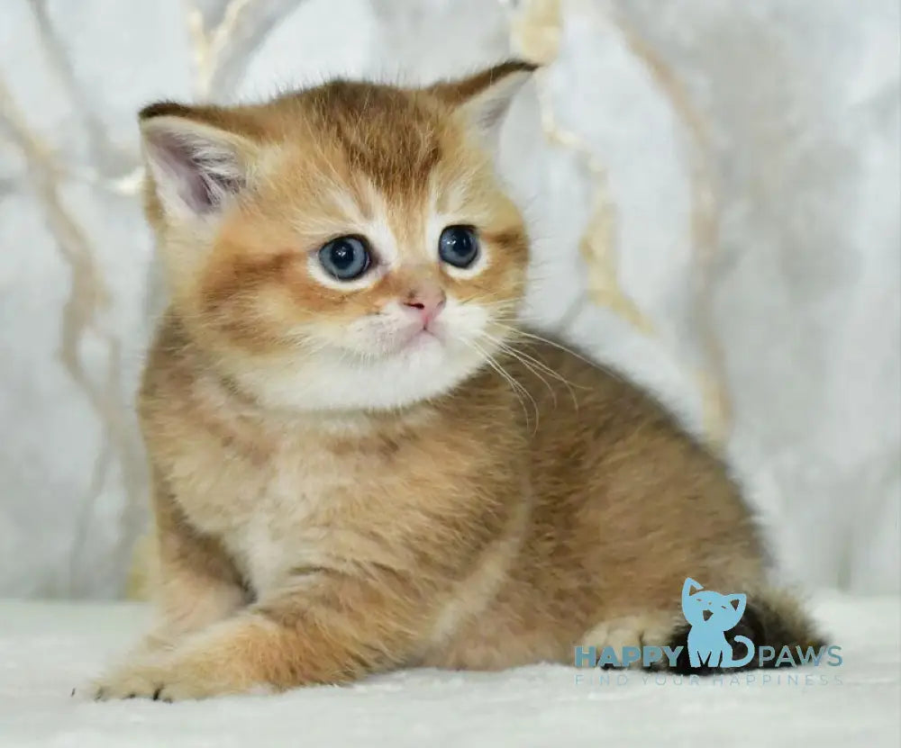 Irakli Scottish Straight male black golden ticked tabby live animals