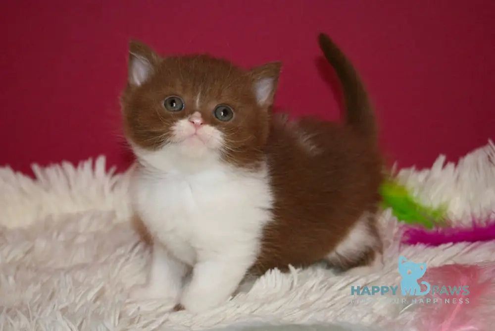 Irbis British Shorthair male cinnamon bicolor live animals