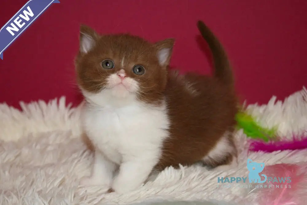 Irbis British Shorthair male cinnamon bicolor live animals