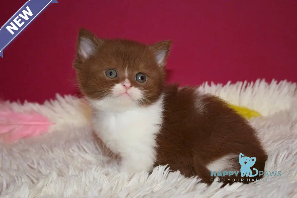 Irbis British Shorthair male cinnamon bicolor live animals