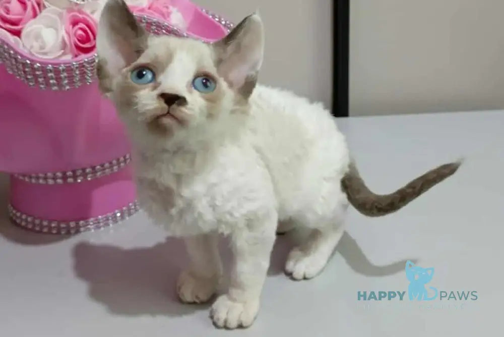 Irbis Devon Rex male seal pointed bicolour live animals