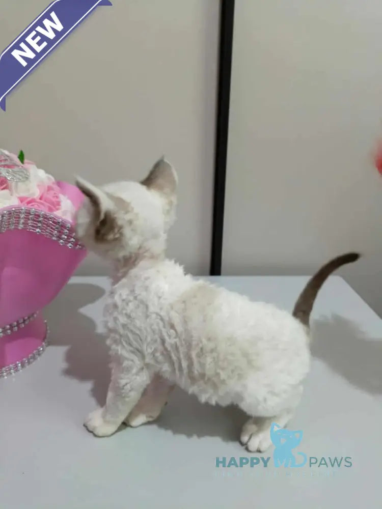 Irbis Devon Rex male seal pointed bicolour live animals