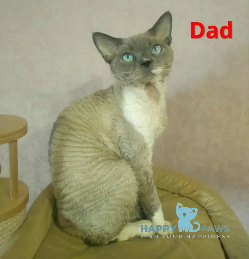 Irbis Devon Rex male seal pointed bicolour live animals