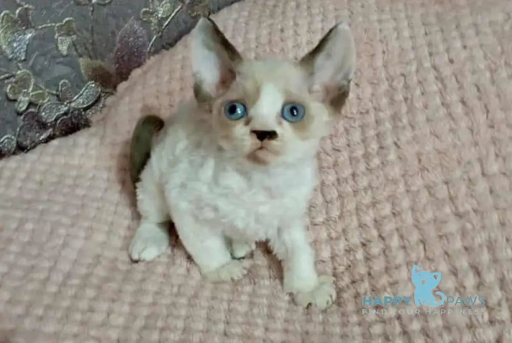 Irbis Devon Rex male seal pointed bicolour live animals