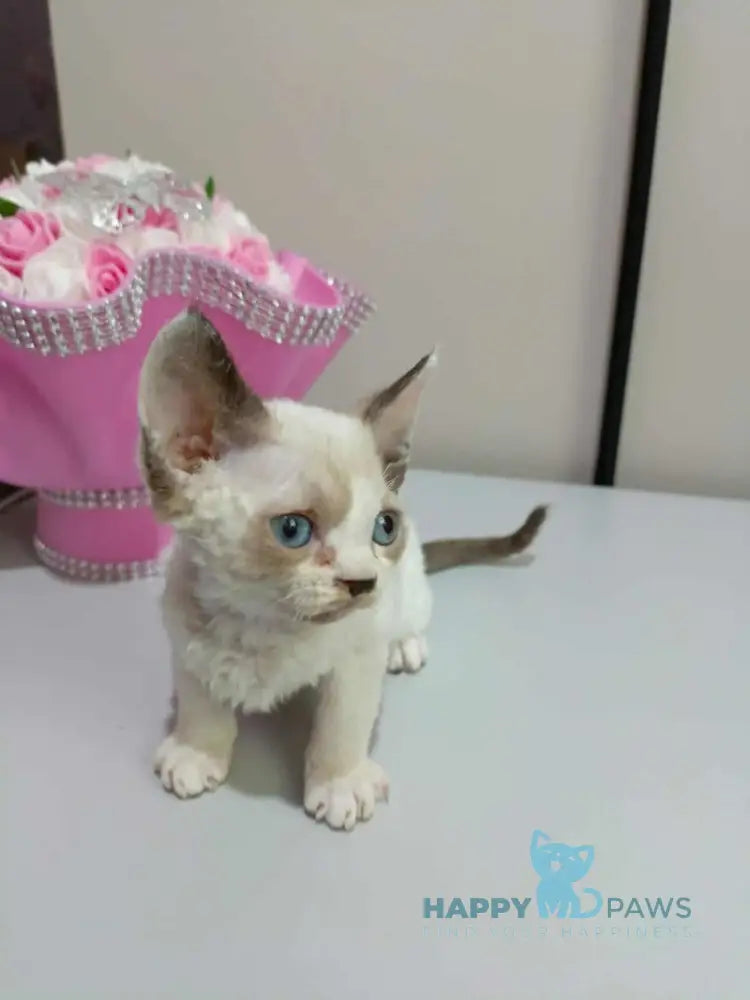 Irbis Devon Rex male seal pointed bicolour live animals