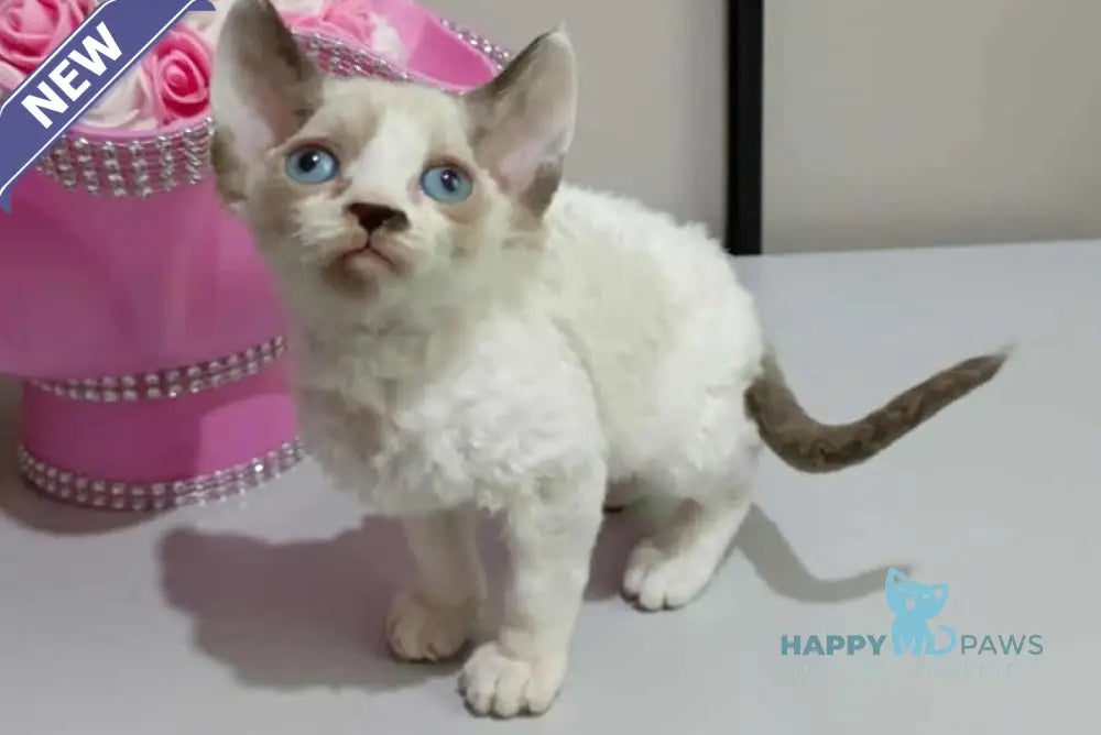 Irbis Devon Rex male seal pointed bicolour live animals