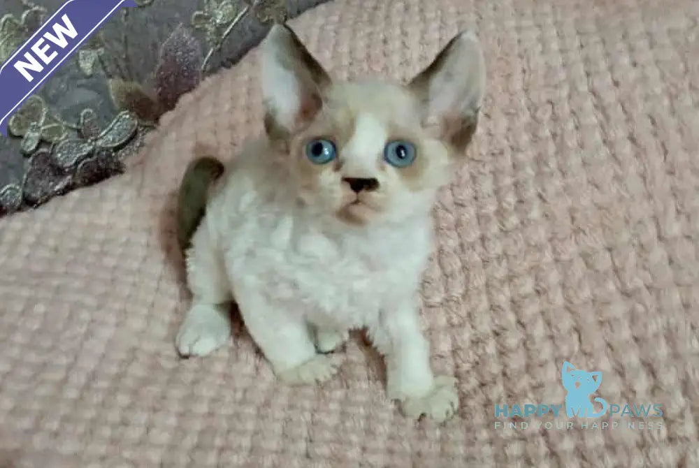 Irbis Devon Rex male seal pointed bicolour live animals