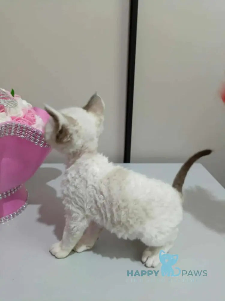 Irbis Devon Rex male seal pointed bicolour live animals