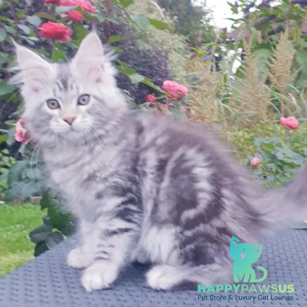 Irbis Maine Coon male black silver tabby - live animals