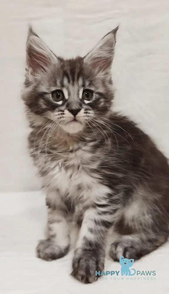 Irbis Maine Coon male blue silver tabby live animals