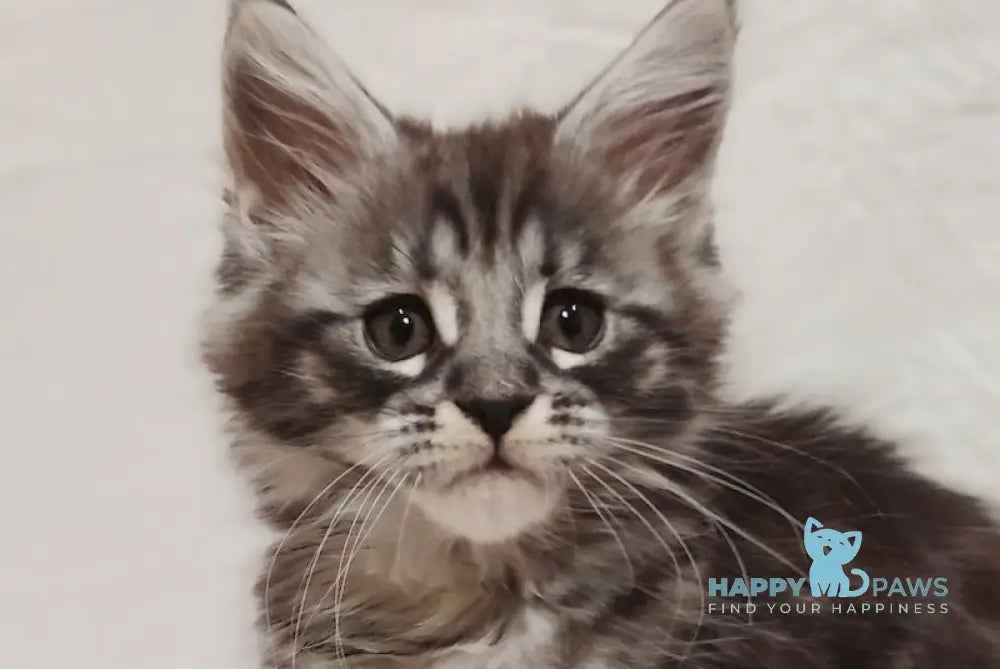 Irbis Maine Coon male blue silver tabby live animals