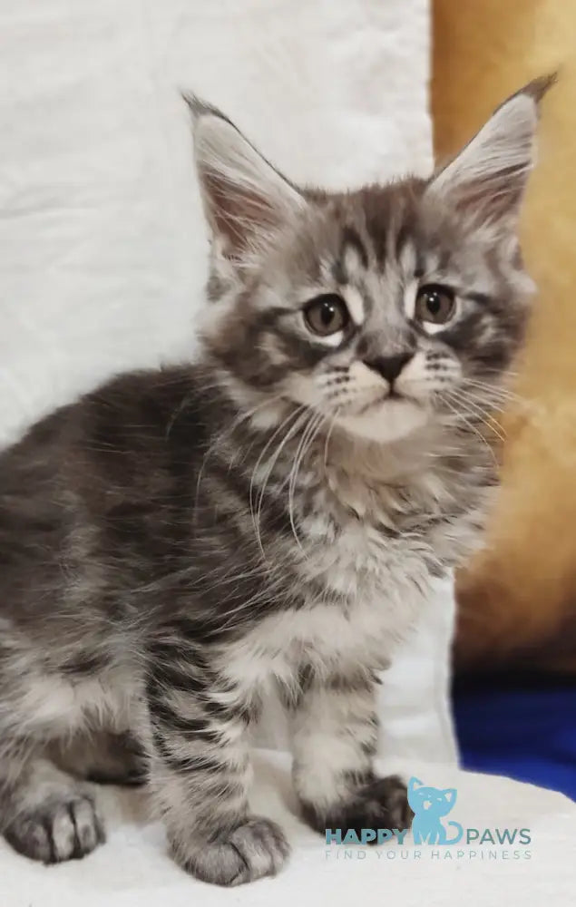 Irbis Maine Coon male blue silver tabby live animals