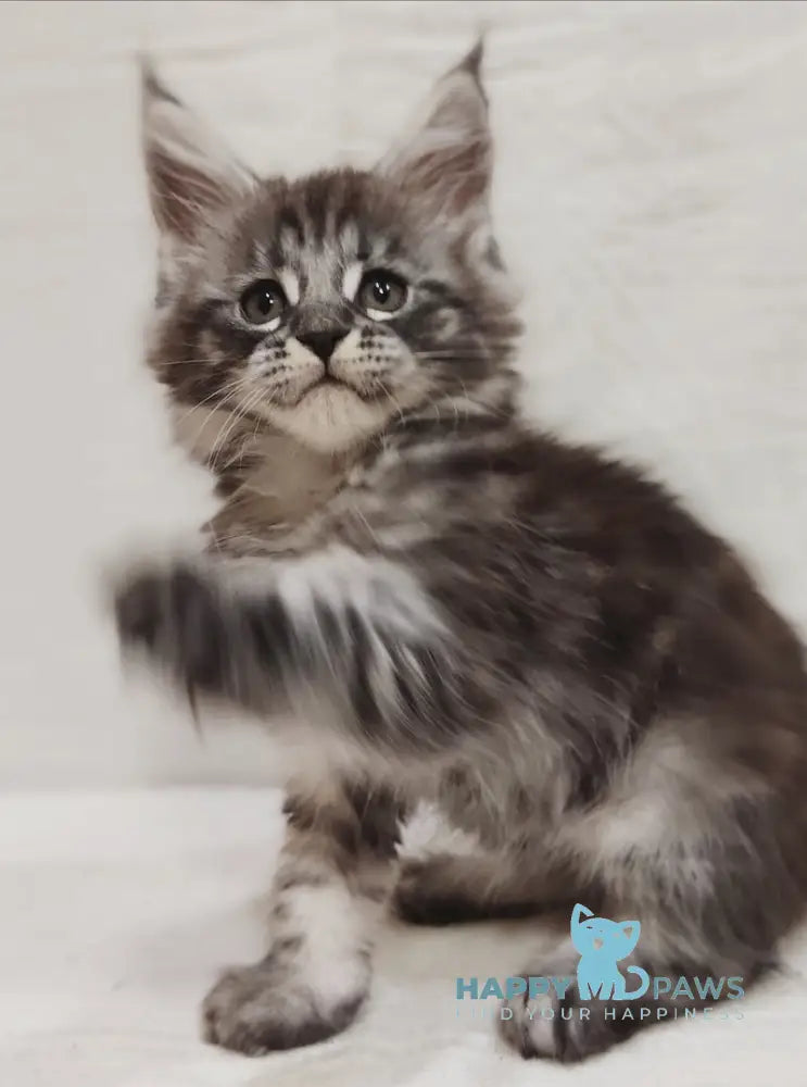 Irbis Maine Coon male blue silver tabby live animals
