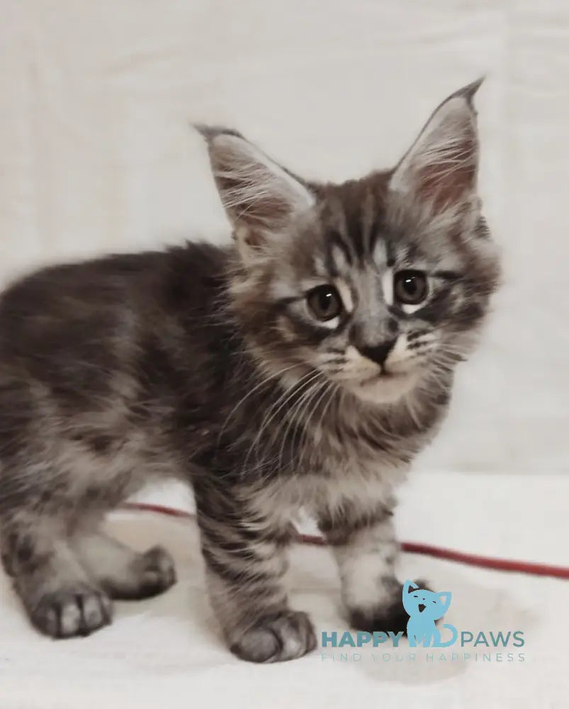 Irbis Maine Coon male blue silver tabby live animals