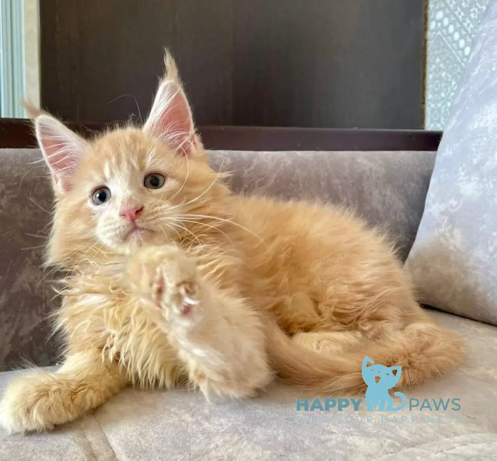 Irbis Maine Coon male cream tabby live animals