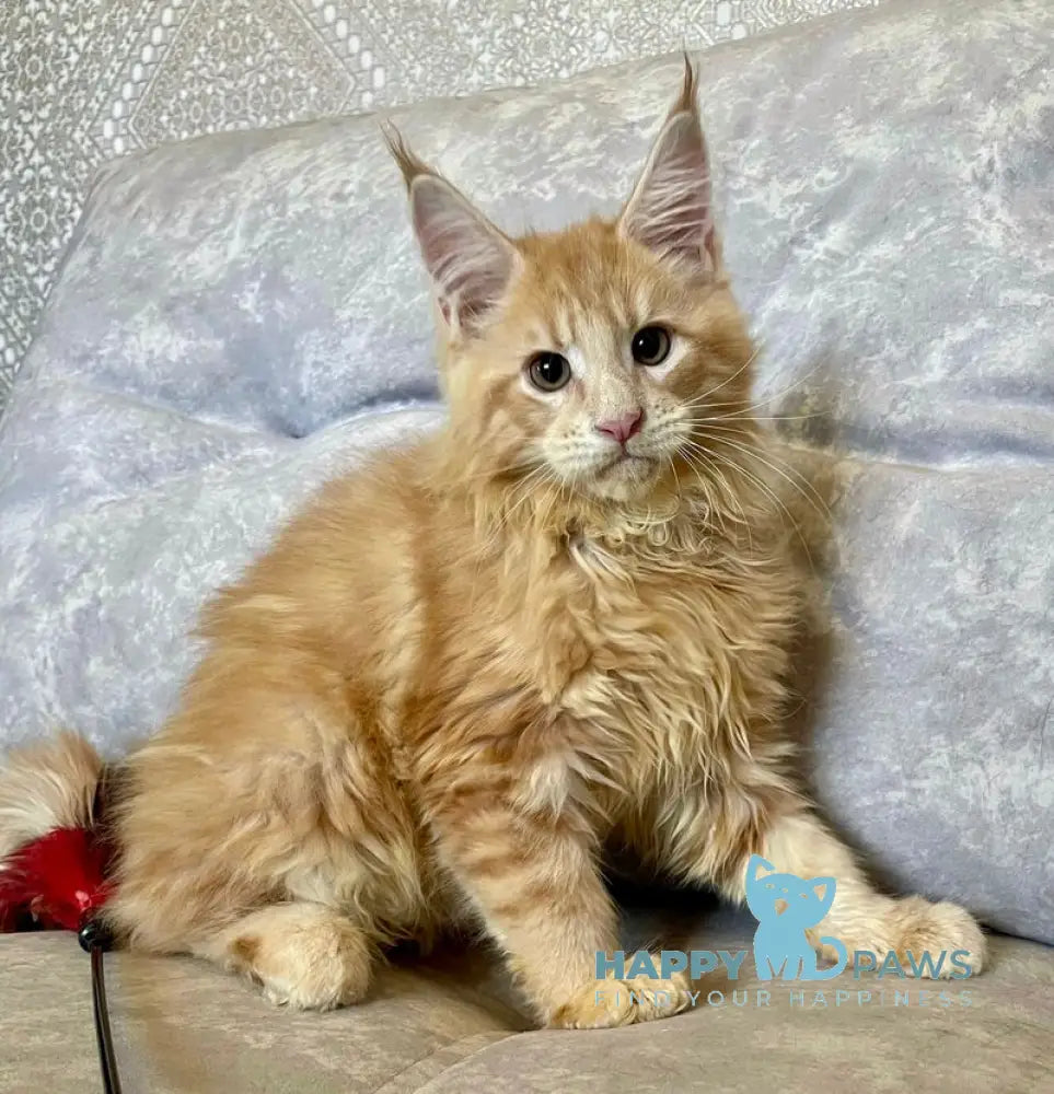 Irbis Maine Coon male cream tabby live animals