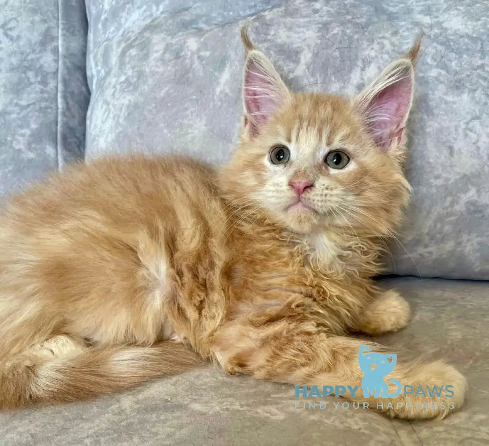 Irbis Maine Coon male cream tabby live animals