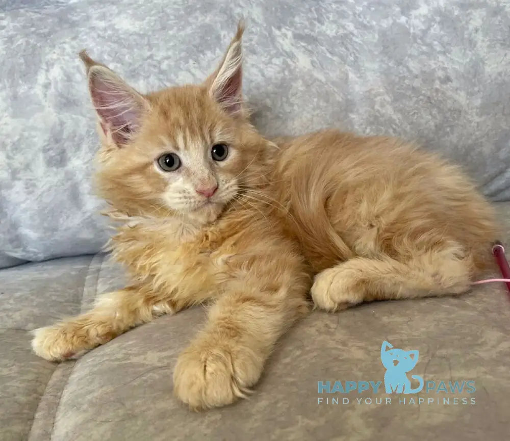 Irbis Maine Coon male cream tabby live animals