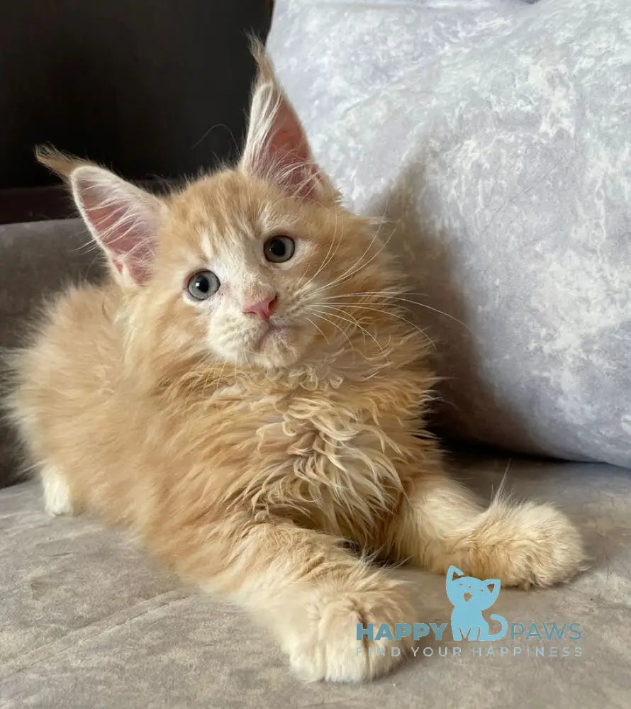 Irbis Maine Coon male cream tabby live animals