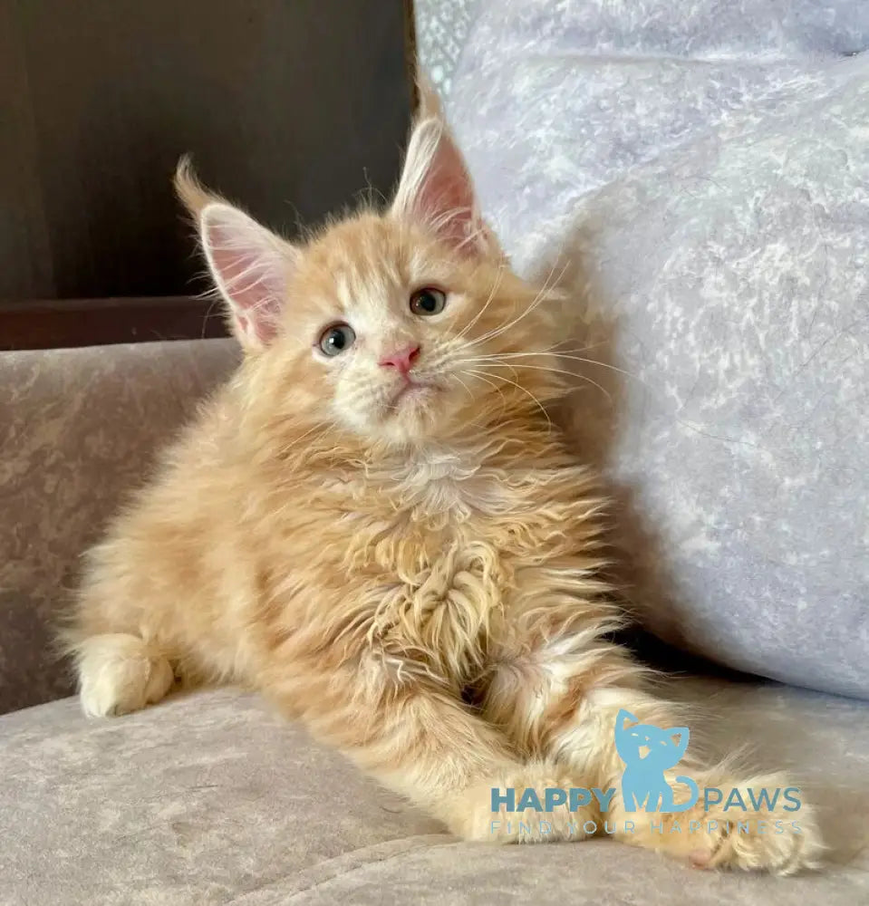 Irbis Maine Coon male cream tabby live animals