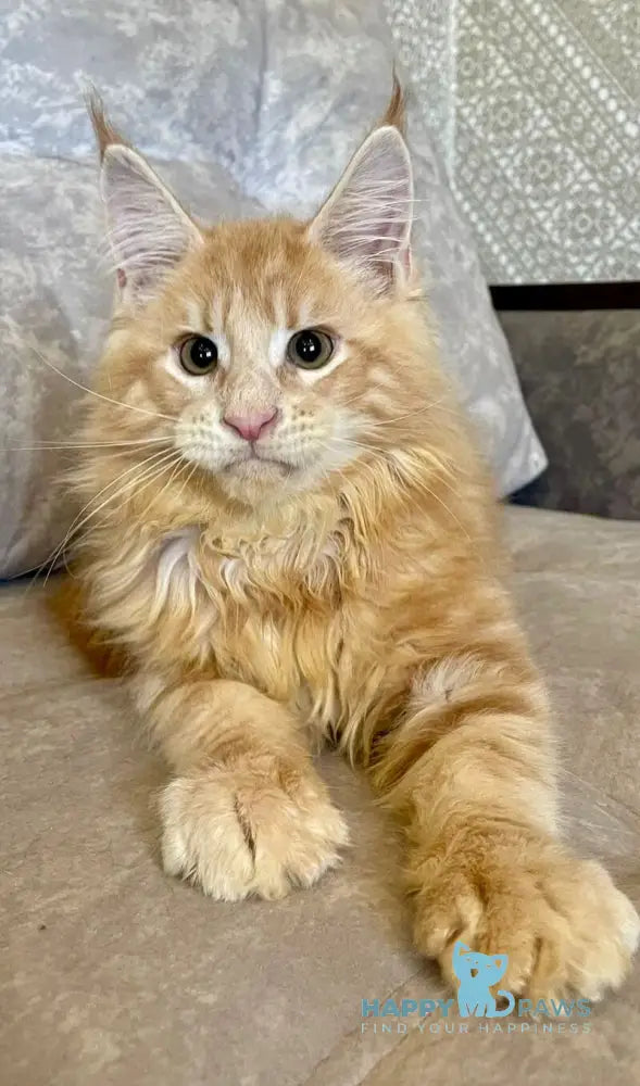 Irbis Maine Coon male cream tabby live animals